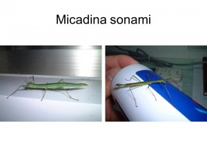 Micadina sonami